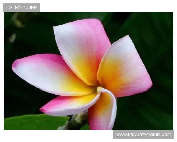 开运手机官网:丰富的开运产品与实用攻略助你每天迎接好运气 开运手机官网:丰富的开运产品与实用攻略助你每天迎接好运气