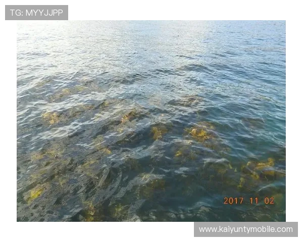 畅游开云体验app入口,发现更多专属定制的服务体验 畅游开云体验app入口,发现更多专属定制的服务体验